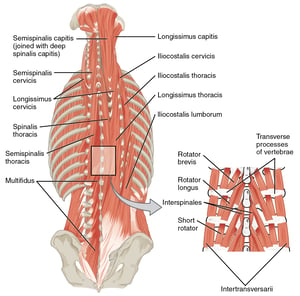 Muscles of the low back