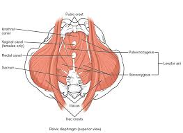 Your Pelvic Floor and You